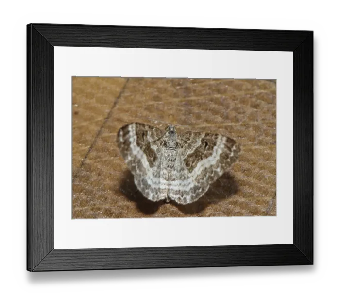 Framed Print : White-banded lavender moth (Epirrhoe rivata) Framed Print : White-banded lavender moth (Epirrhoe rivata)