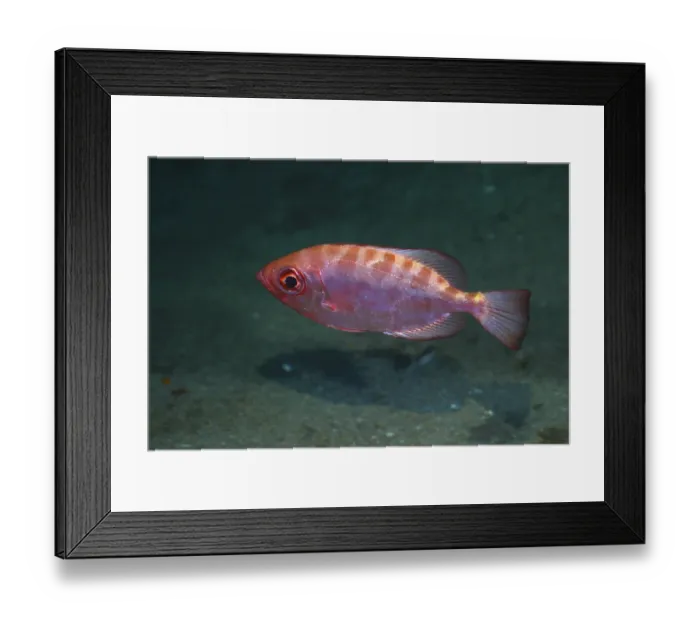 Framed Print : Bigeye perch (Heteropriacanthus cruentatus)