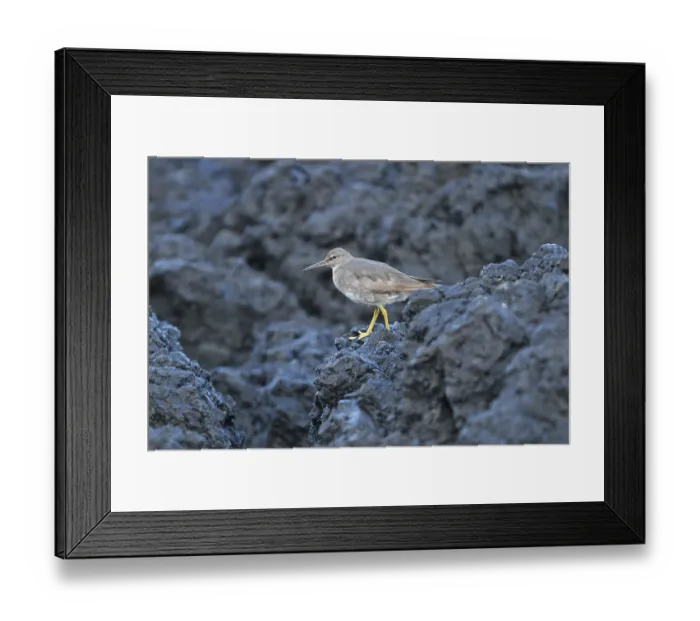 Framed Print : Common Sandpiper (Tringa incana) Framed Print : Common Sandpiper (Tringa incana)