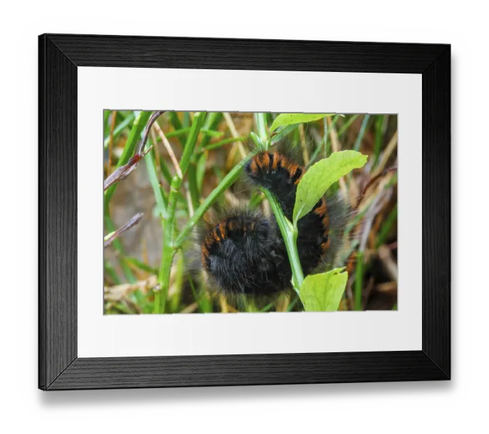 Framed Print : Blackberry moth (Macrothylacia rubi) Framed Print : Blackberry moth (Macrothylacia rubi)