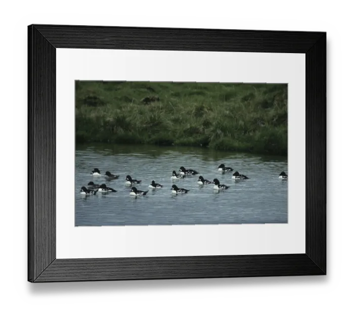 Framed Print : Common scoter (Bucephala islandica) Framed Print : Common scoter (Bucephala islandica)