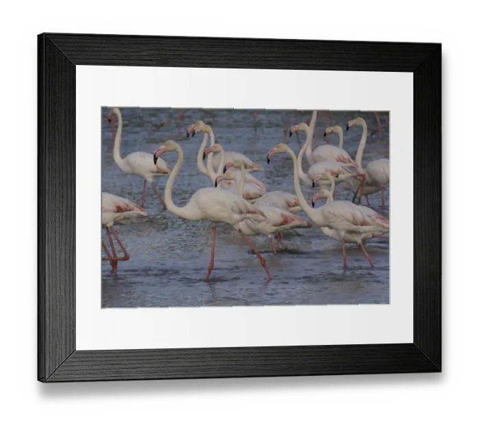 Framed Print : Pink flamingo (Phoenicopterus ruber)