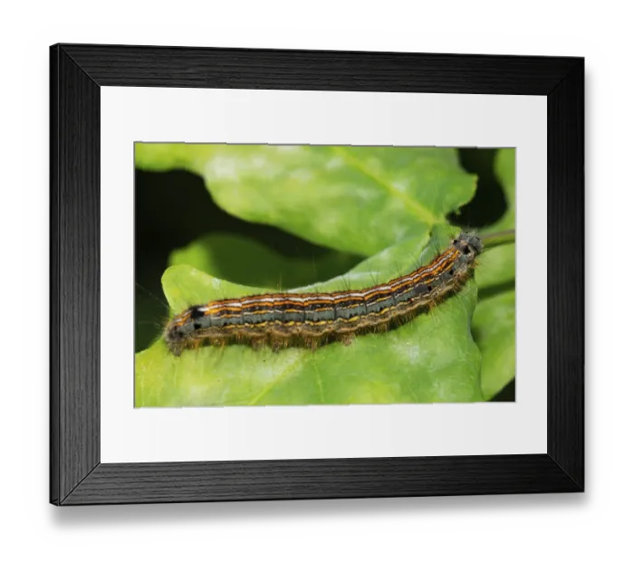 Framed Print : Ringlet moth (Malacosoma neustria) Framed Print : Ringlet moth (Malacosoma neustria)