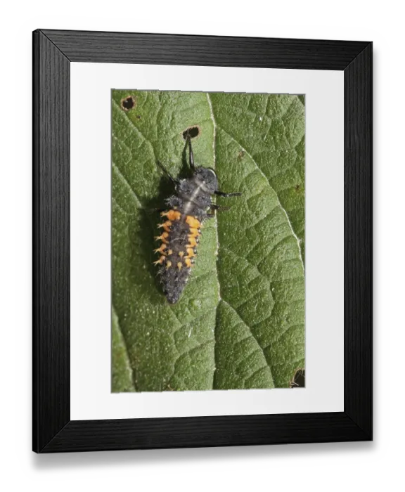 Framed Print : Asian lady beetle (Harmonia axyridis)