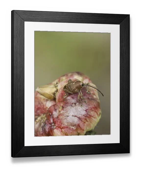Framed Print : Acorn borer (Curculio venosus) Framed Print : Acorn borer (Curculio venosus)