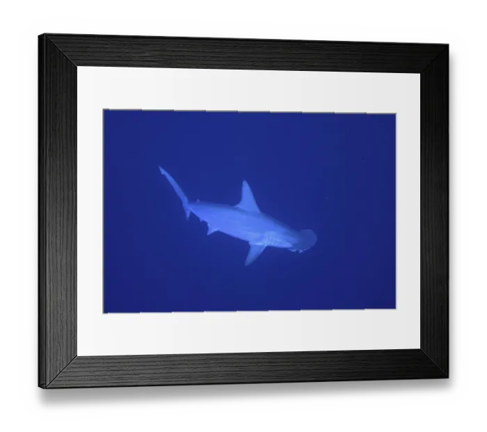 Framed Print : Scalloped hammerhead shark (Sphyrna lewini)