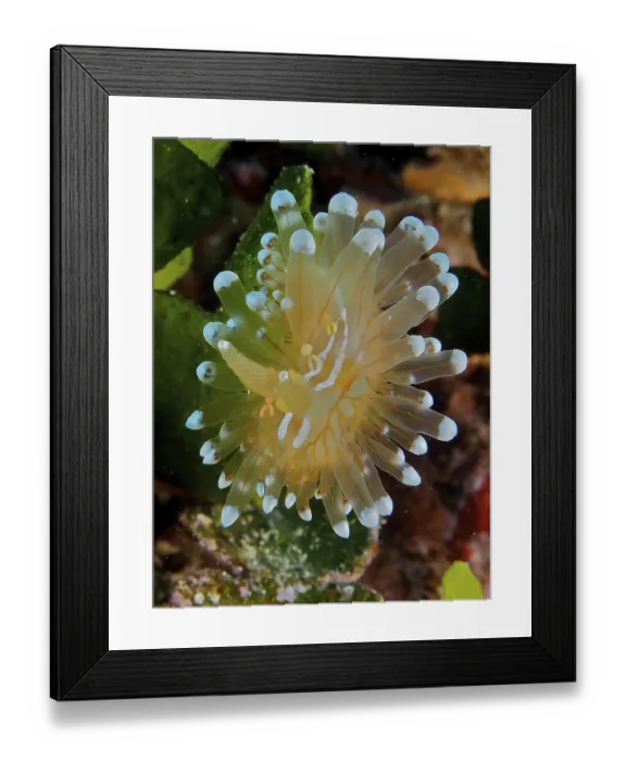 Framed Print : Striped Thick-billed ribbonfish (Janolus cristatus) Framed Print : Striped Thick-billed ribbonfish (Janolus cristatus)