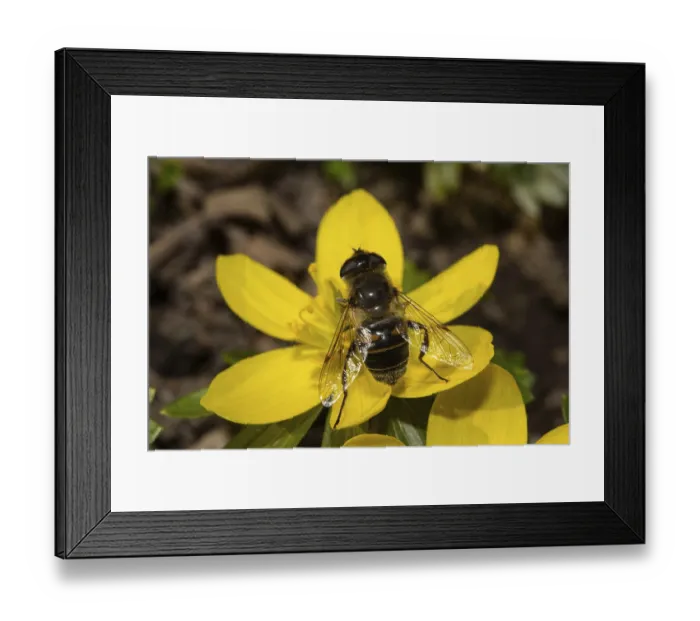 Framed Print : Dung bee, false bee wedge-spotted hoverfly (Eristalis tenax)