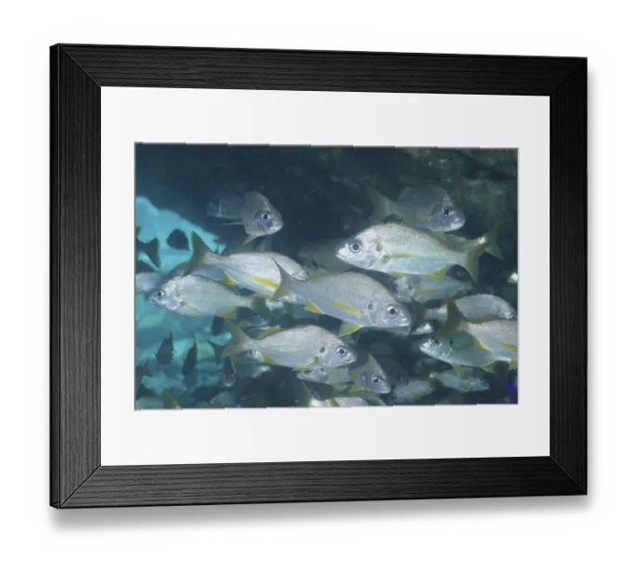 Framed Print : Bastard grunt (Pomadasys incisus)