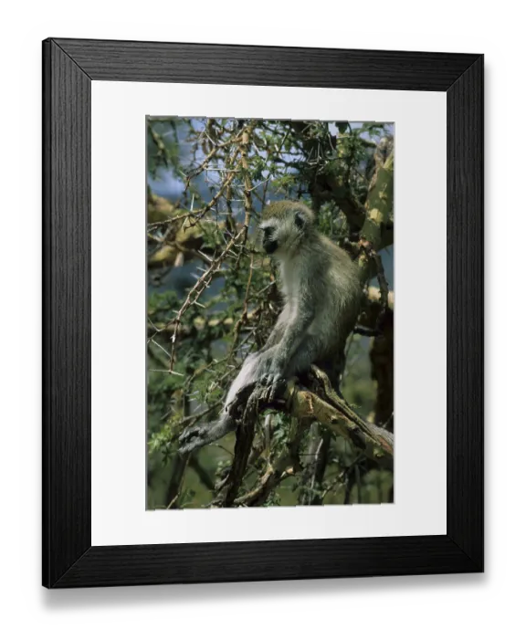Framed Print : Vervet monkey (Chlorocebus pygerythrus) Framed Print : Vervet monkey (Chlorocebus pygerythrus)