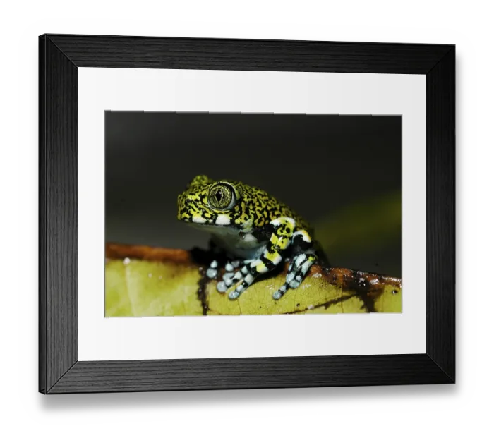Framed Print : Young blue-legged wood frog (Leptopelis vermicularis) Framed Print : Young blue-legged wood frog (Leptopelis vermicularis)