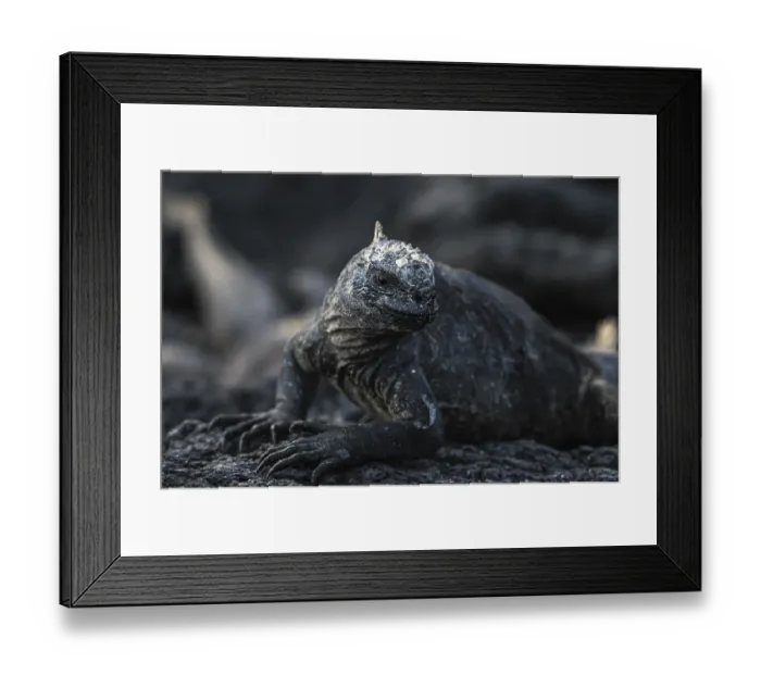 Framed Print : Galapagos marine lizard