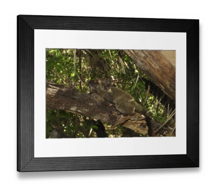 Framed Print : Senegal galago (Galago senegalensis)