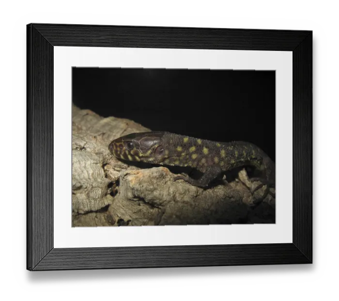 Framed Print : Spotted lizard (Lepidophyma flavimaculatum) Framed Print : Spotted lizard (Lepidophyma flavimaculatum)