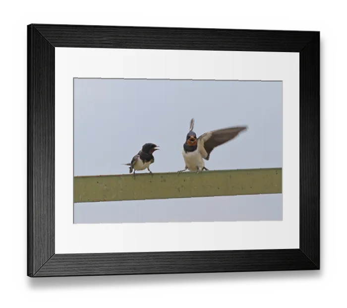Framed Print : Barn Swallow (Hirundo rustica) Framed Print : Barn Swallow (Hirundo rustica)