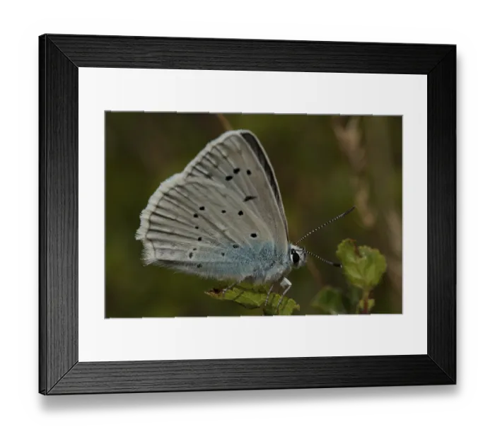 Framed Print : Toothed-winged Blue (Polyommatus daphnis)