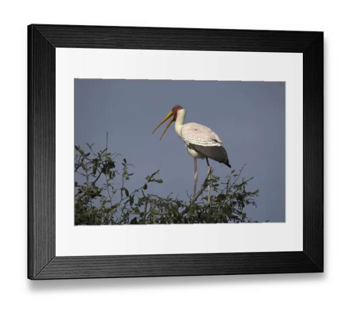 Framed Print : African glutton (Mycteria ibis)