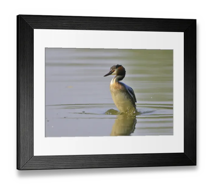 Framed Print : Great Crested Grebe (Podiceps cristatus)