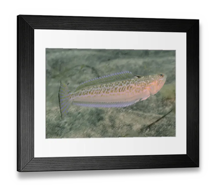 Framed Print : Greater Weever (Trachinus draco) Framed Print : Greater Weever (Trachinus draco)