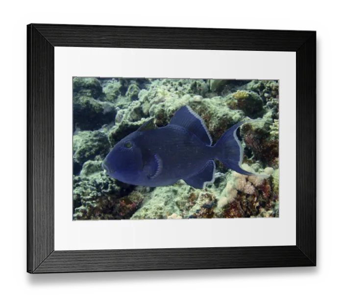 Framed Print : Blue-striped triggerfish (Pseudobalistes fuscus)