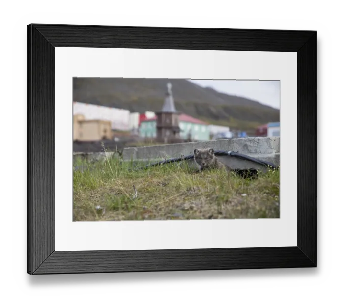 Framed Print : Close-up of an Arctic fox on Spitsbergen (Vulpes lagopus)