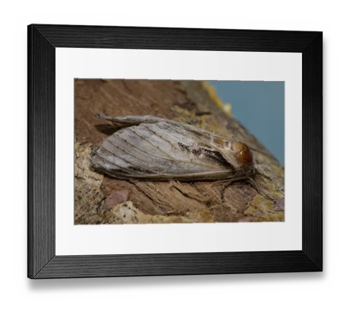 Framed Print : Porcelain moth (Pheosia tremula)
