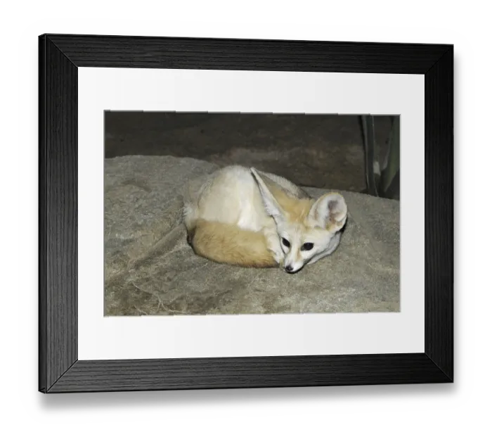 Framed Print : (Vulpes zerda)