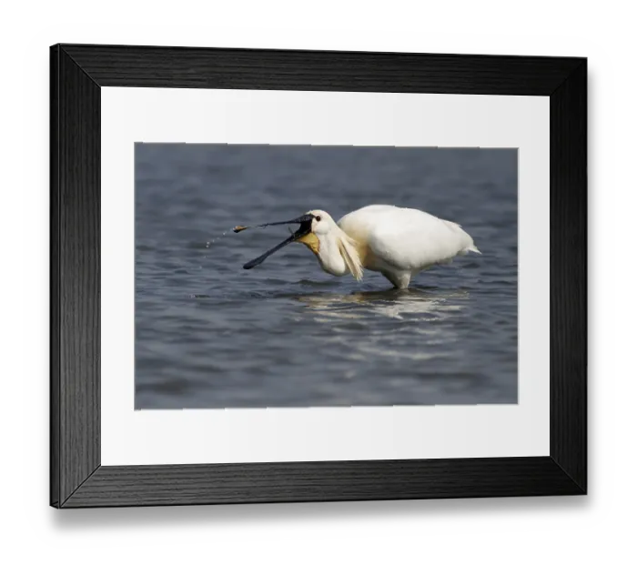 Framed Print : Spoonbill (Platalea leucorodia) Framed Print : Spoonbill (Platalea leucorodia)