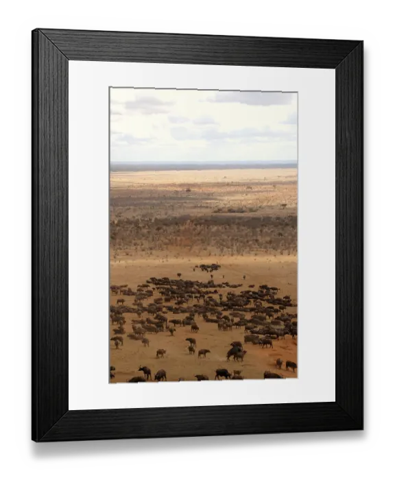 Framed Print : Cape buffalo (Syncerus caffer)