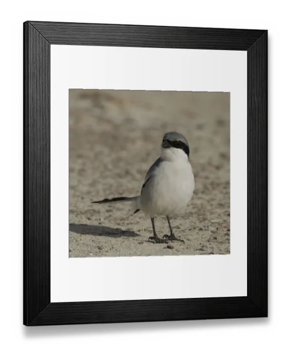 Framed Print : Mediterranean Great Grey Shrike (Lanius meridionalis algeriensis)