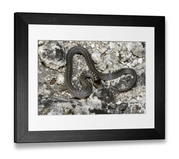 Framed Print : Smooth snake (Coronella austriaca) Framed Print : Smooth snake (Coronella austriaca)