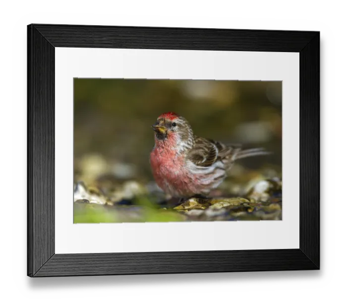 Framed Print : Redpoll - male drinking (Carduelis flammea)