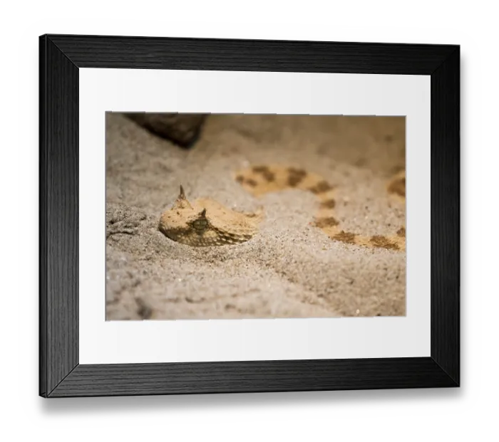 Framed Print : Desert horned viper (Cerastes cerastes) Framed Print : Desert horned viper (Cerastes cerastes)