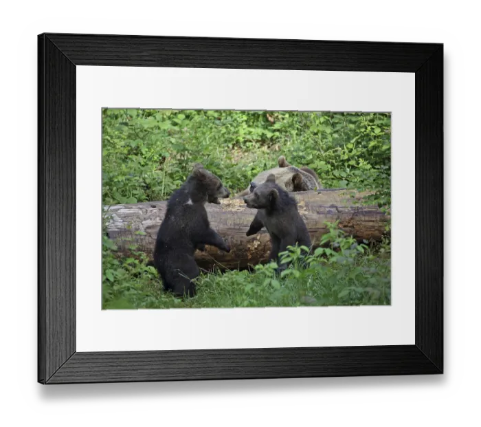 Framed Print : Brown bear (Ursus arctos)