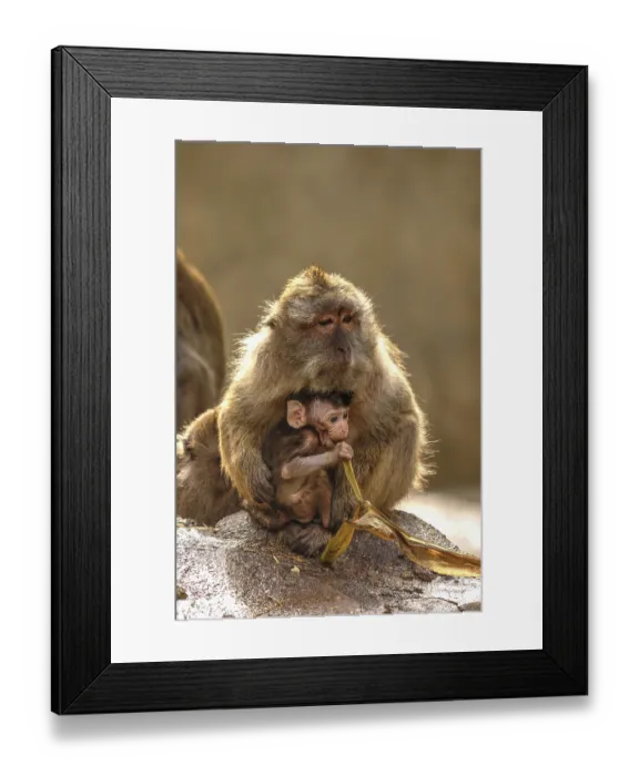 Framed Print : Java monkey with juvenile (Macaca fascicularis) Framed Print : Java monkey with juvenile (Macaca fascicularis)