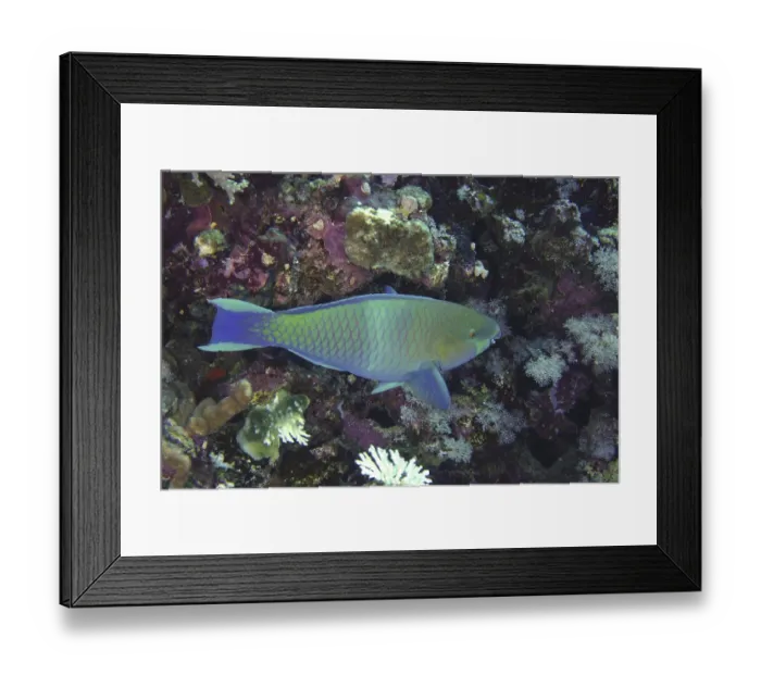 Framed Print : Rusty-naped parrotfish (Scarus ferrugineus)