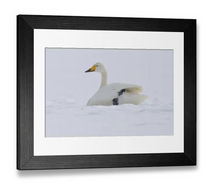 Framed Print : Whooper swan (Cygnus cygnus)