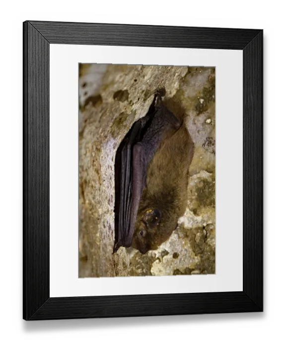 Framed Print : Mosquito bat (Pipistrellus pygmaeus)