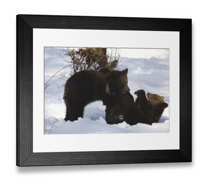 Framed Print : Brown bear (Ursus arctos) Framed Print : Brown bear (Ursus arctos)
