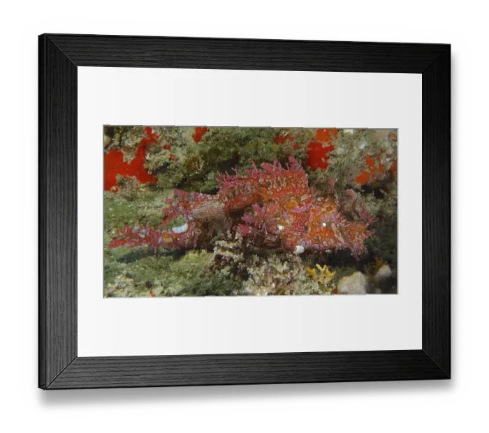 Framed Print : Tentacled scorpionfish (Rhinopias frondosa)