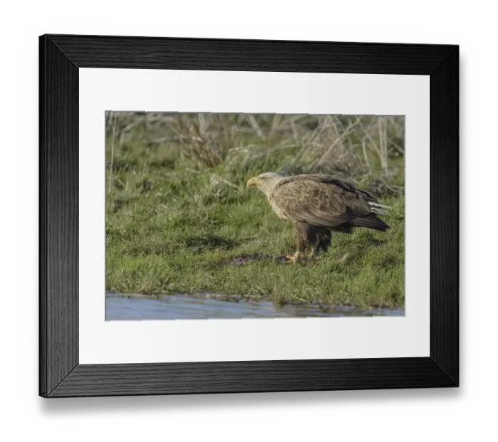 Framed Print : White-tailed eagle (Haliaeetus albicilla)