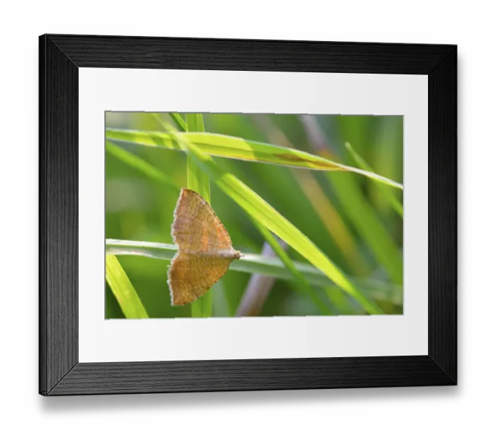 Framed Print : Yellow Shell leafhopper (Camptogramma bilineata)