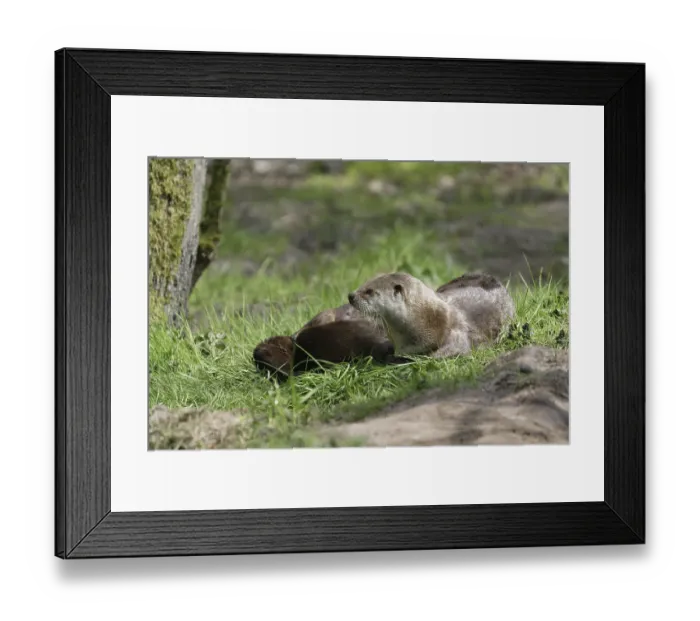 Framed Print : American otter, (Lontra canadensis)