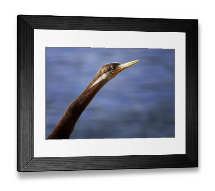 Framed Print : Australasian darter (Anhinga novaehollandiae)