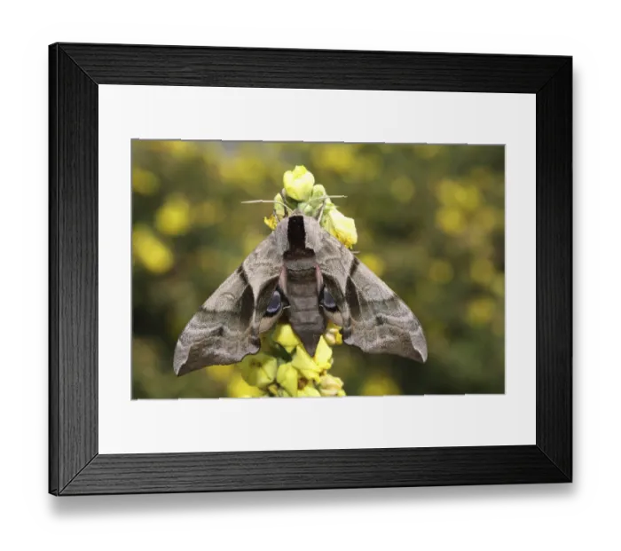 Framed Print : Peacock butterfly (Smerinthus ocellata)