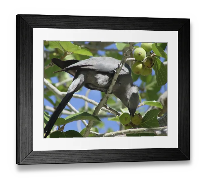 Framed Print : Grey-winged Warbler (Corythaixoides concolor)