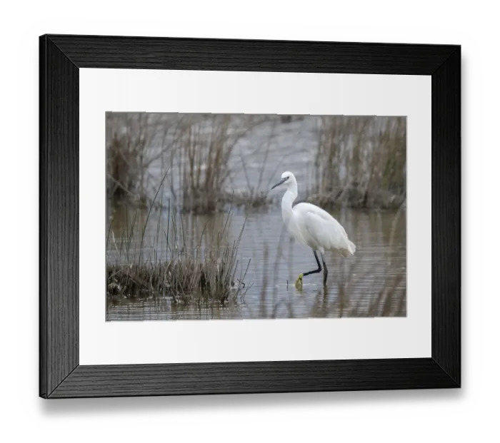 Framed Print : Little Egret (Egretta garzetta)