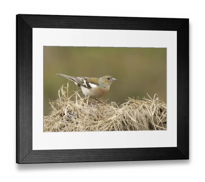 Framed Print : Chaffinch (Fringillae coelebs)