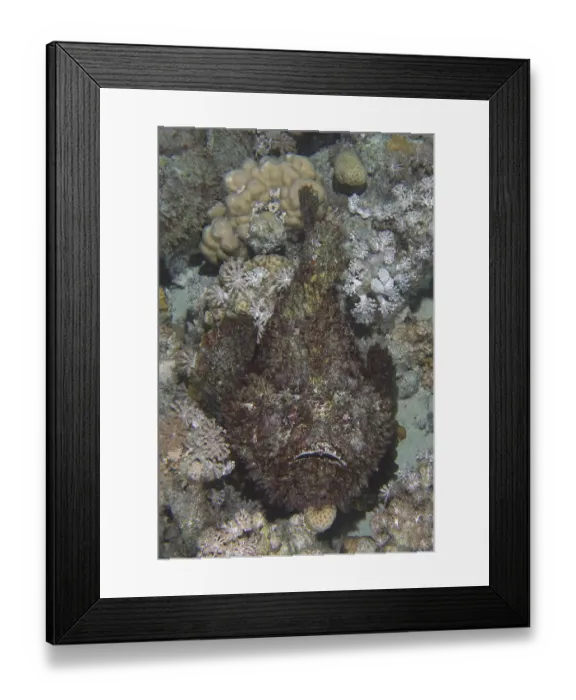 Framed Print : Reef stonefish (Synanceia verrucosa) Framed Print : Reef stonefish (Synanceia verrucosa)