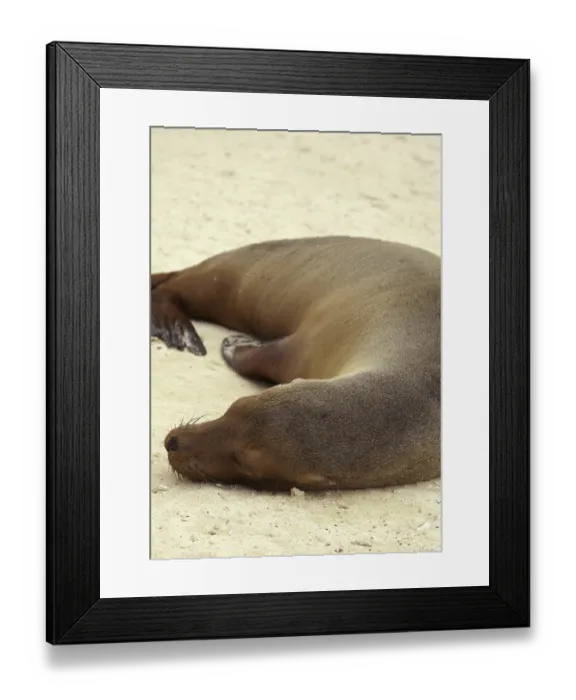 Framed Print : Galapagos sea lion (Zalophus wollebaeki)